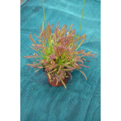 Drosera capensis-Drosera tropicaux et subtropicaux