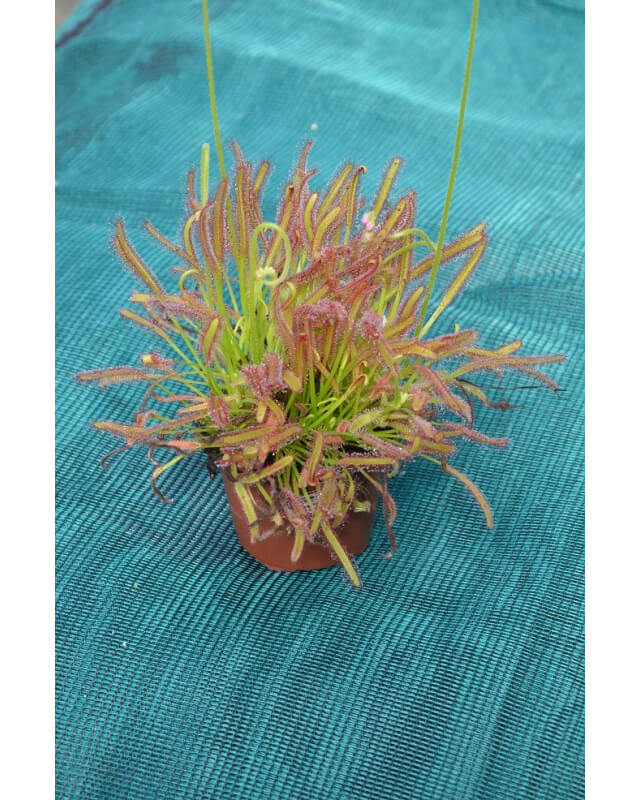 Drosera capensis-Drosera tropicaux et subtropicaux