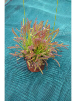 Drosera capensis