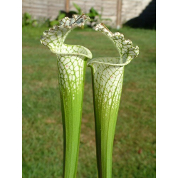 S. leucophylla -- 'Dionne' (Ries van Ool)-Sarracenia leucophylla
