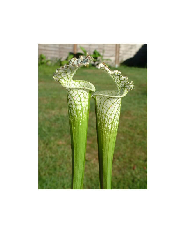 Sarracenia leucophylla -- Green & White,Gas Station site,South West of Perdido ,W(L60A,MK)-Sarracenia leucophylla