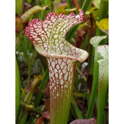 S. leucophylla -- 'Dionne' (Ries van Ool)-Sarracenia leucophylla