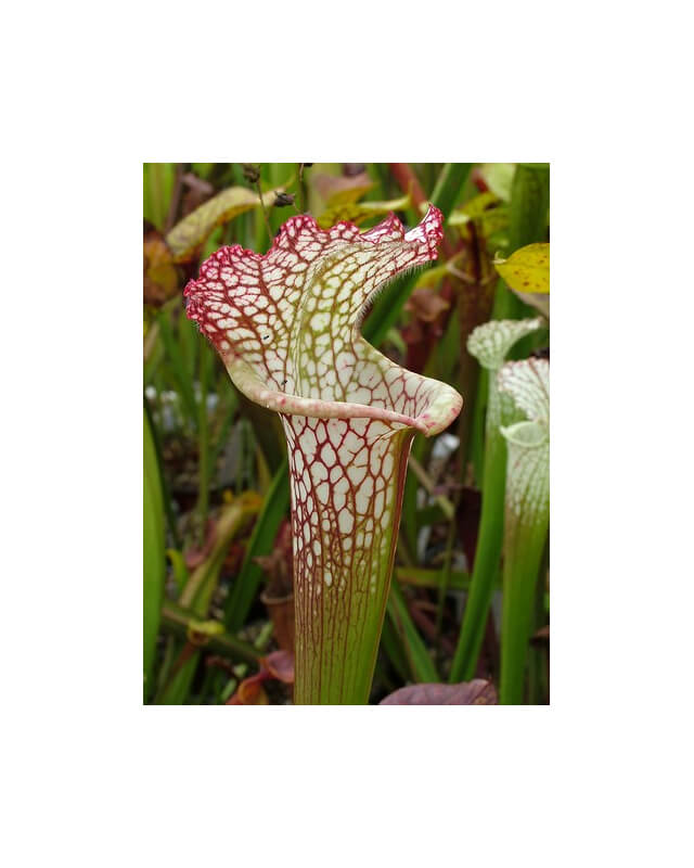 Sarracenia leucophylla -- Red & white, pronounced lip,PJ plants 2003(L73,MK)-Sarracenia leucophylla