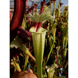 Sarracenia 'Wilkerson’s White Knight” OP-Sarracenia x Moorei