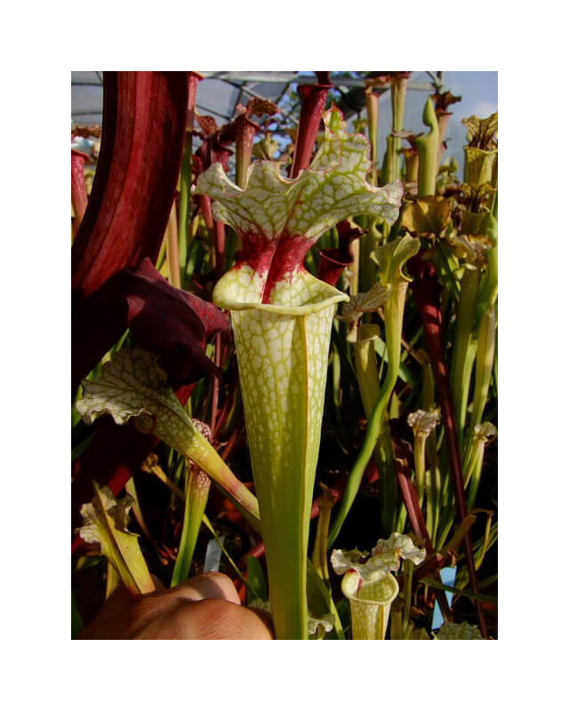 Sarracenia 'Wilkerson’s White Knight” OP-Sarracenia x Moorei