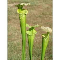 S.x Moorei -- `Marston Select` (H8,Mike king)-Sarracenia x Moorei