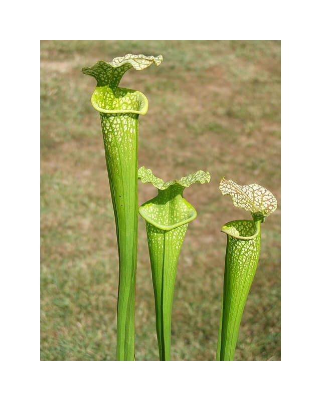 S.x Moorei -- 'Green Upper'-Sarracenia x Moorei