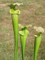 S.x Moorei -- 'Green Upper'