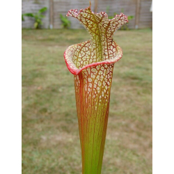 SXM20 S x Moorei -- Santa rosa, Co, fl-Sarracenia x Moorei