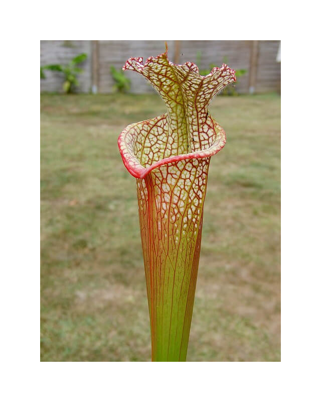 SXM20 S x Moorei -- Santa rosa, Co, fl-Sarracenia x Moorei