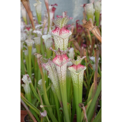 S. x excellens-Sarracenia hybrides