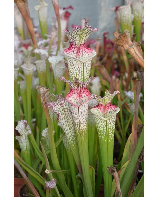 S.leucophylla 'Wilkerson’s Red Rocket' x op-Sarracenia hybrides
