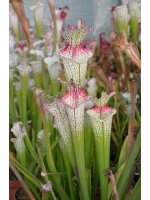 S.leucophylla 'Wilkerson’s Red Rocket' x ?
