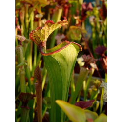 S.x Moorei -- Wilkerson's red-Sarracenia x Moorei
