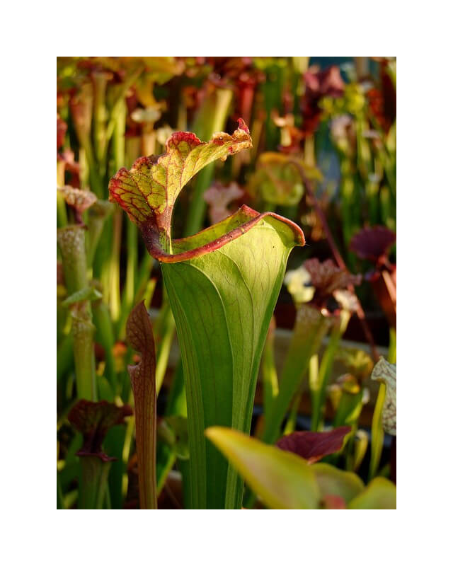 S.x Moorei -- (flava var. rugelii x leucophylla) wide pitcher opening, MS, (H38,MK)-Sarracenia x Moorei