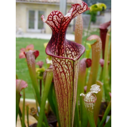 Sarracenia leucophylla x oreophila Norman Parker 2004(H138,MK)-Sarracenia hybrides