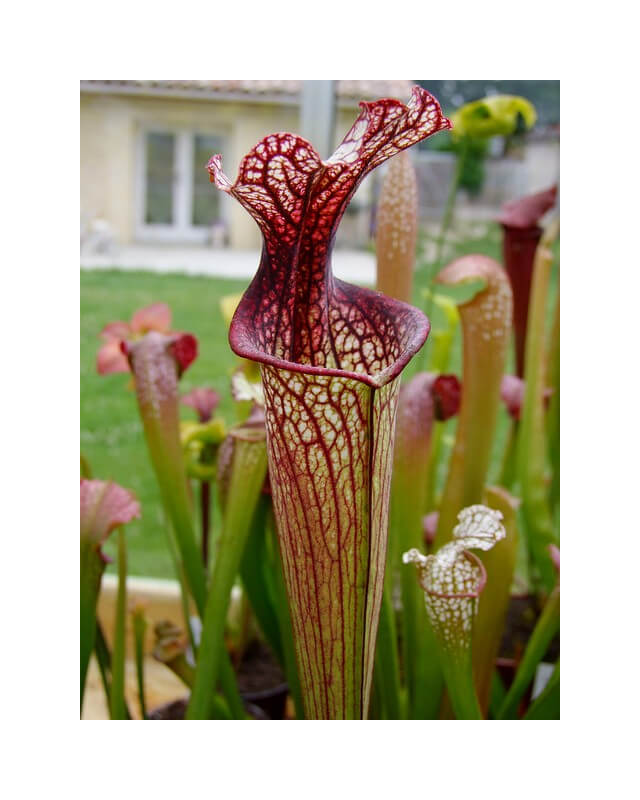 Sarracenia leucophylla x oreophila Norman Parker 2004(H138,MK)-Sarracenia hybrides