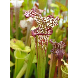 S. leucophylla -- blackwater, grown from wild seed-Sarracenia leucophylla