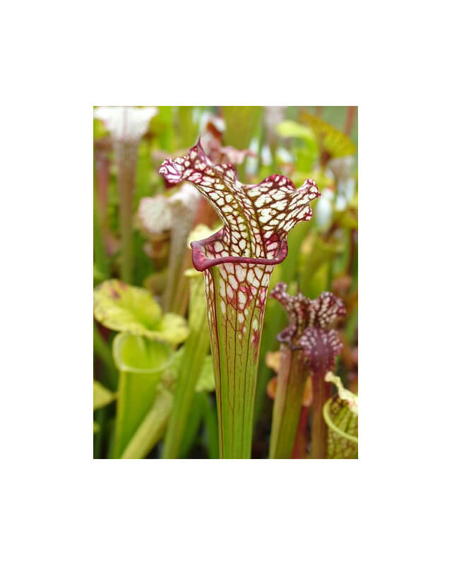 SL55 Sarracenia leucophylla -- Chipola River, FL. ,W,(DC)(L75,MK)-Sarracenia leucophylla