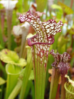 S. leucophylla -- Chipola River, FL. ,W,(DC)(L75,MK)