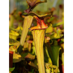 S. flava var. ornata -- Cooks Bayou, FL,(WS) F166A-var. ornata