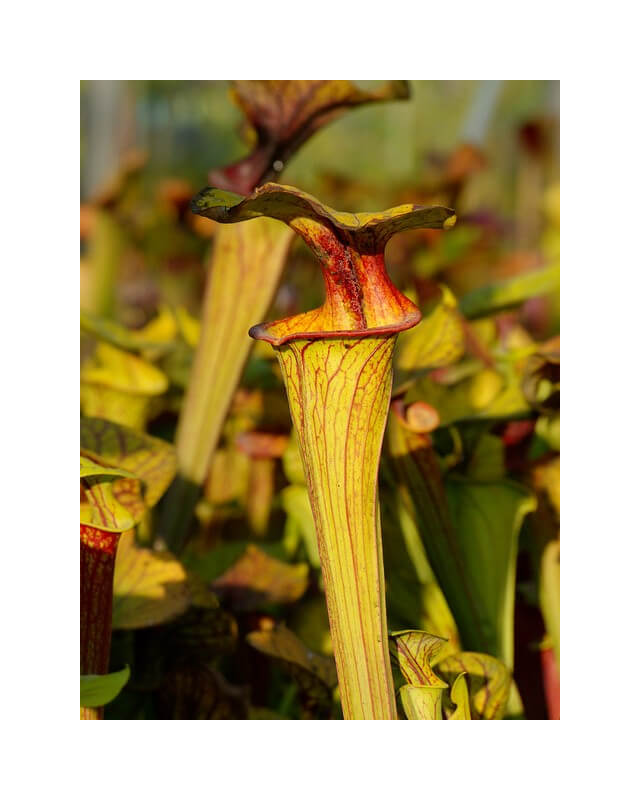 S. flava var. ornata -- Cooks Bayou, FL,(WS) F166A-var. ornata