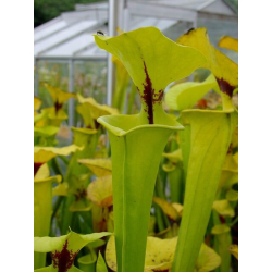 Sarracenia flava var. rugelii -- Apalachicola National Forest,WS,(AH) 1993(F61,MK)-var. rugelii