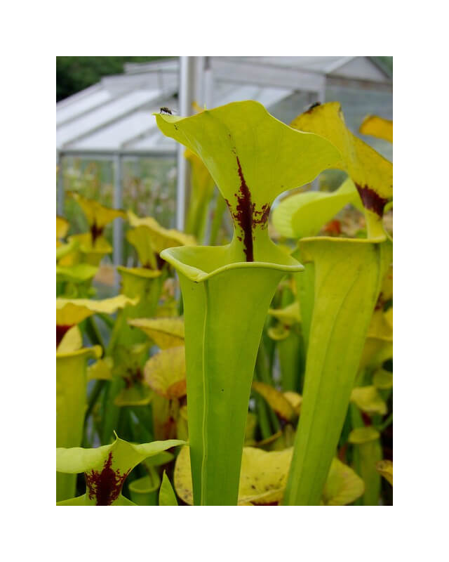 Sarracenia flava var. rugelii -- Apalachicola National Forest,WS,(AH) 1993(F61,MK)-var. rugelii