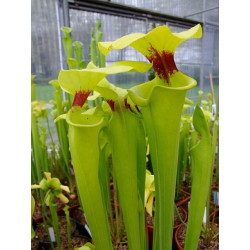 Sarracenia flava var. rugelii -- Telogia, Fla. ,(WS) ( F140B MK)-var. rugelii