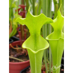 Sarracenia flava var. rugelii  -- anthocyanin-free-var. rugelii