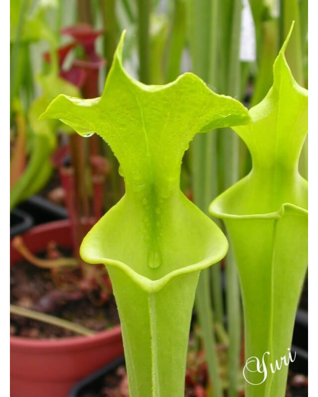 Sarracenia flava var. rugelii  -- anthocyanin-free-var. rugelii