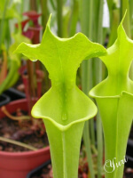S. flava var. rugelii -- anthocyanin-free