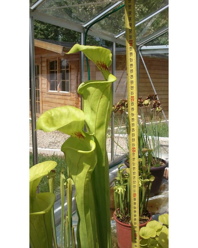 S. flava var. flava, giant form