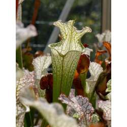 S. leucophylla -- 'Dionne' (Ries van Ool)-Sarracenia leucophylla
