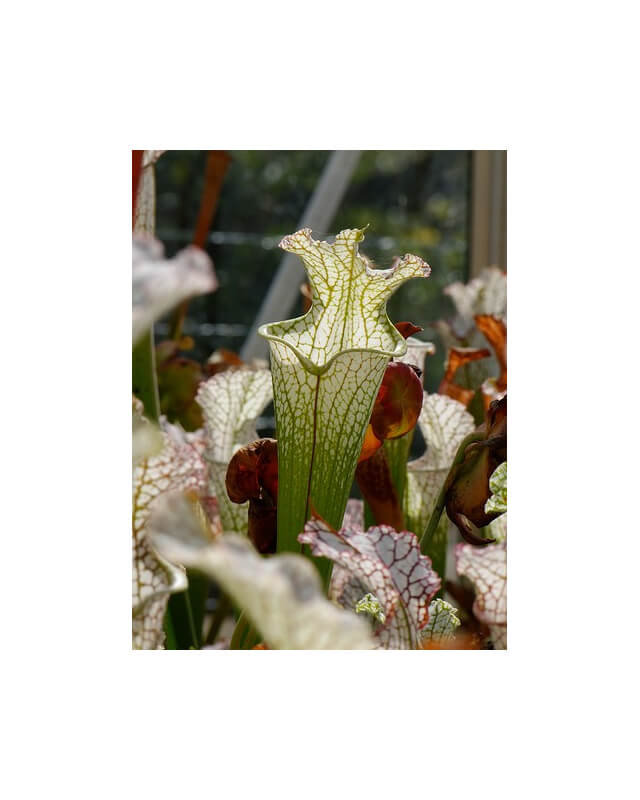 Sarracenia leucophylla -- Green/white giant-Sarracenia leucophylla