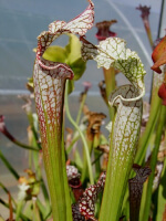 S. leucophylla -- Green/white