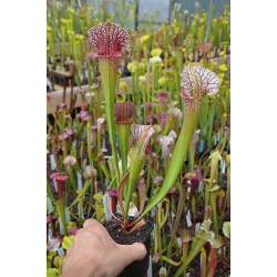 S. x excellens-Sarracenia hybrides