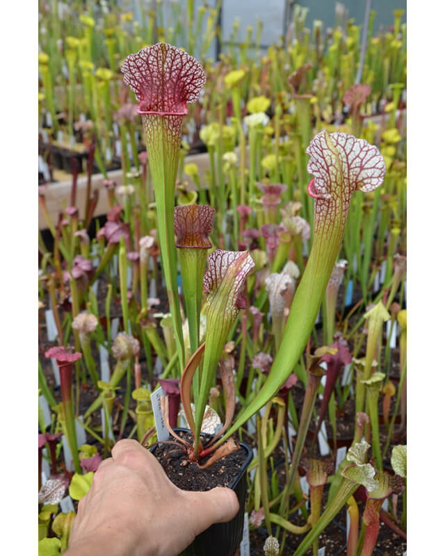 S. ((purpurea x leucophylla) x purp. Ssp venosa) x 'Adrian Slack'-Sarracenia hybrides