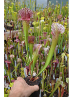 S. ((purpurea x leucophylla) x purp. Ssp venosa) x 'Adrian Slack' 