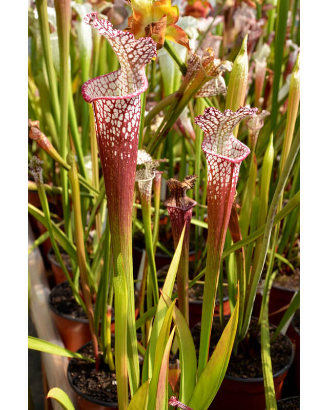 S. leucophylla -- Franklin County A X B