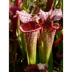 Sarracenia x Moorei -- 'Helen Mary', (H182,MK)-Sarracenia x Moorei