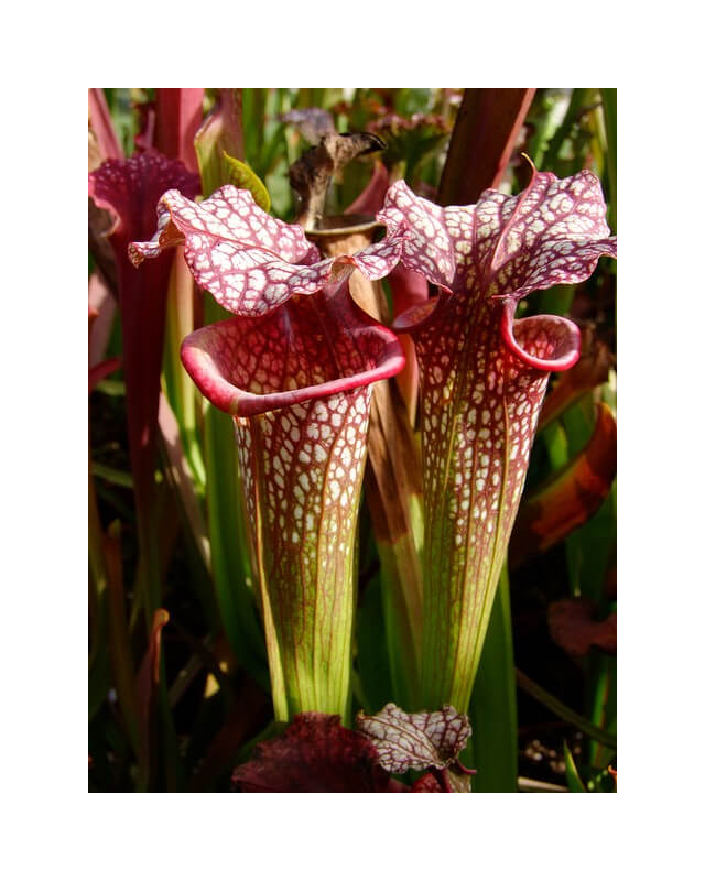 Sarracenia x Moorei -- 'Helen Mary', (H182,MK)-Sarracenia x Moorei
