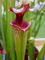 S.x Moorei -- 'Helen Mary', (H182,MK)