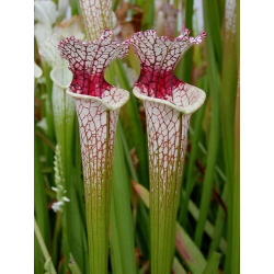 Sarracenia leucophylla -- red stripe throat-Sarracenia leucophylla