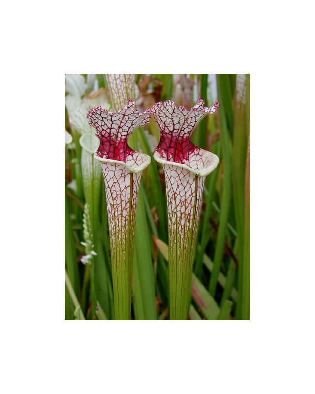 Sarracenia leucophylla -- red stripe throat-Sarracenia leucophylla