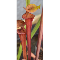 Sarracenia "Manky"-Miscellaneous
