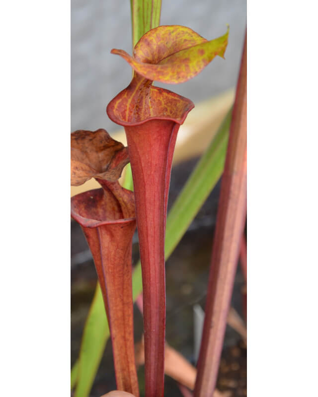 Sarracenia "Manky"-Miscellaneous