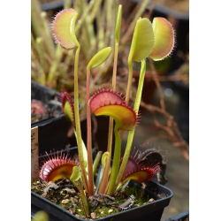 Dionaea 'Short teeth'-Dionaea