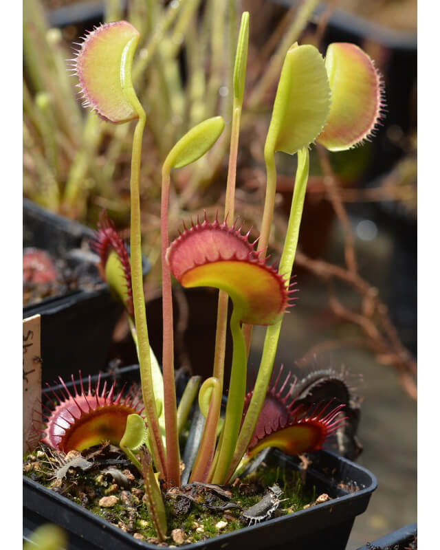 Dionaea 'Short teeth'-Dionaea