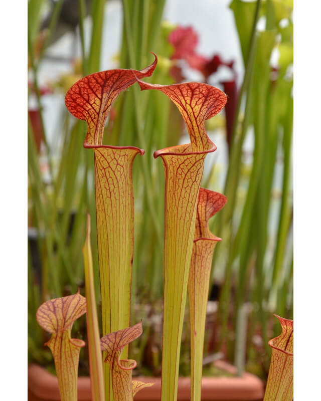 SFC06 S. flava var. cuprea -- very large form, Phil Sheridan x SXM31 S.x Moorei -- `Adrian Slack' 